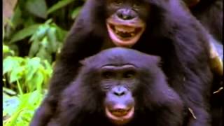 The New Chimpanzees [upl. by Minda]