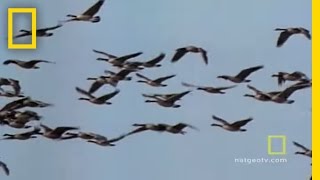 Geese Fly Together  National Geographic [upl. by Oterol584]