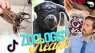 Zoologist Reacts To Viral Animal TikTok [upl. by Dodds866]