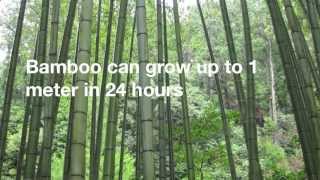 12 Amazing Facts About Bamboo [upl. by Concepcion]