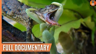 Praying Mantis Attacks and Eats Lizard Alive [upl. by Ecirtra]