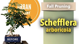 Dwarf Schefflera Fall Pruning September 2020 [upl. by Yeliak]