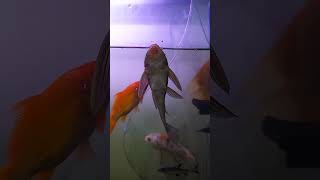 fishtank  cat fish amazingfacts factsinhindi glass  cline [upl. by Sidnal]