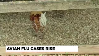 Concerns rising for farmers as bird flu cases in humans and livestock continue [upl. by Irianat]