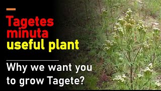 Tagetes minuta useful plant easy to grow for money [upl. by Skip]