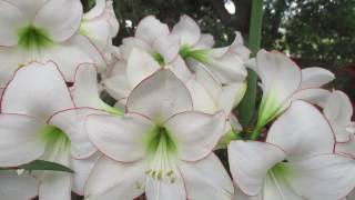 Picotee Amaryllis in Bloom [upl. by Katina]