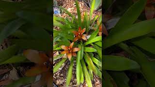 How To Grow Bromeliad Epiphytes [upl. by Zashin]