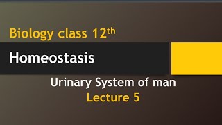 urinary system of man  homeostasis class 12 biology new book [upl. by Gayl]