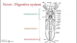 Nereis  Digestive system amp Digestion [upl. by Poland]