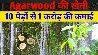 Agarwood की खेती की पूरी जानकारी Agarwood farming in India agarwood ki kheti kaise karen [upl. by Romy]