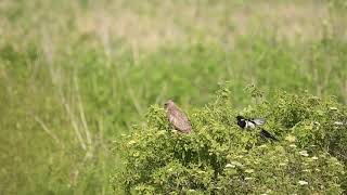 Magpie attacking Buzzard at Rainham Marshes on 15th may 2020 [upl. by Daile]