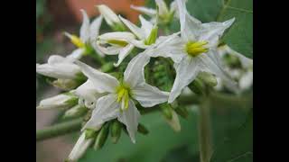 Herbier Numérique Fausse Aubergine  Solanum torvum [upl. by Ostler]