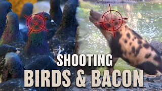 Hog amp Bird Hunting with Air Rifles  quotBirds and Baconquot [upl. by Ellora495]