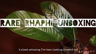 RARE RHAPHIDOPHORA UNBOXING [upl. by Letch750]