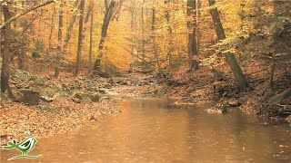 Playlist Of Relaxing Harp Music With Beautiful Nature [upl. by Welles]