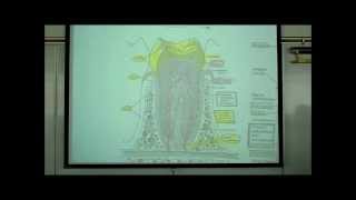 DIGESTIVE SYSTEM PART 1 ORAL CAVITY amp TEETH by Professor Fink [upl. by Geraldina118]