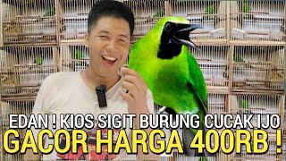 BURUNG SEHAT  BODI BIG CUCAK IJO GACOR HARGA 400RB TERLALU DI PASAR BURUNG PRAMUKA HARI INI [upl. by Ynar]