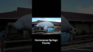 WORLDS LARGEST MANATEE Homosassa Springs Florida Diggin w Rob short [upl. by Toolis754]