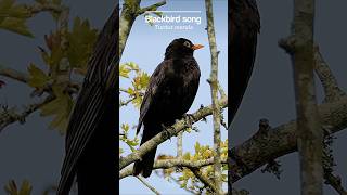 The Blackbirds pure melodic song is ultrarelaxing [upl. by Dane]