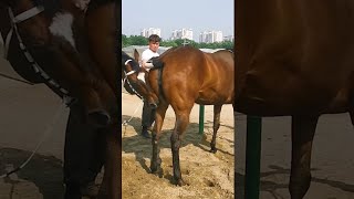 Everyday life of our Stallion and Beautiful Horses Greenscreen [upl. by Liag]