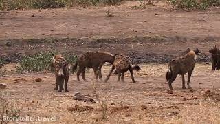 Laughing Hyena Sounds Vocalizations [upl. by Sauer]