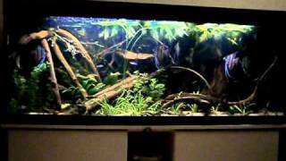 Rio 400 SouthAmerica biotope 5 [upl. by Pettit]