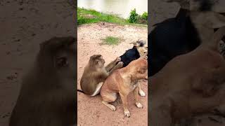 Dogs and chickens and monkeys are friends when they meet they are very happy eulachon subscribe [upl. by Aleac]