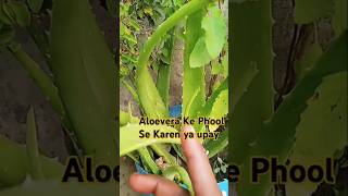 Aloevera Ke Phool Se Karen ya upay trending motivation shortvideo 💐 [upl. by Airbas971]