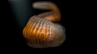 Macro photos of Linguatula serrata or Tongue worm from a dogs nose [upl. by Treve]