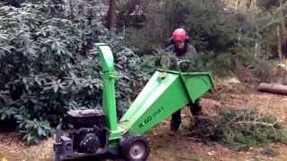 Cutting down 10 pine trees with husqvarna 536 li xp and wood chipper Rgo CV18 E [upl. by Nednil]