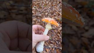 La toxicité par contact champignon educatif apprendresuryoutube mycologie amanitetuemouche [upl. by Nylrahs]