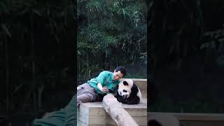 cute panda😂 panda cutepanda animals pandalover petlover cutenessoverloadmy funny shortsfeed [upl. by Nitreb]