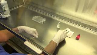 Aseptic Technique in a Vertical Laminar Airflow Hood [upl. by Coit]