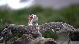 Giant Petrels fighting for a carcass  South Georgia  Antarctica [upl. by Naivaf]