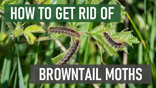 How to Get Rid of Browntail Moths amp Their Caterpillars in 4 Easy Steps Tree amp Shrub Eating Pests [upl. by Wilonah879]