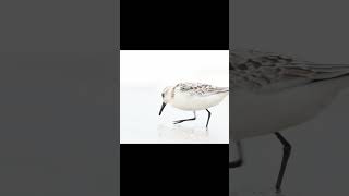 Sanderling im Oktober am Sylter Strand [upl. by Eeramit383]