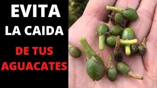 🥑 CAIDA Prematura o ABORTO De Frutos De AGUACATE Hass o Palta SOLUCION 👈 [upl. by Mcgill]