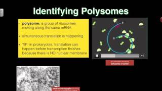 Polysomes 2016 IB Biology [upl. by Mitchiner703]