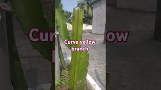 Israel yellow curve branch shortsviralvideo [upl. by Adnerol]