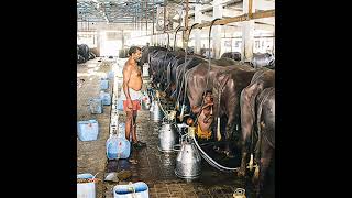 Importance of coop dairy societies in India [upl. by Bolme]