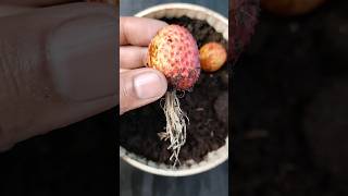 How to grow lychee plant at home shots short [upl. by Dexter]