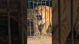 Can Ligers Survive in the Wild 🐱 🤔 [upl. by Diann664]