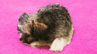 PUPPY GOES INSANE OVER CARPET [upl. by Winthrop]