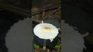 Beautiful Lepiota sp mushroom fungi [upl. by Gilman821]