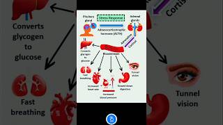 Stress Response by Body Role of Pituitary and Adrenal glands under stress  Adrenaline and Cortisol [upl. by Jessamyn754]