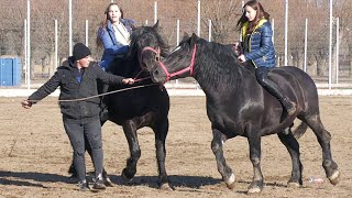 Armăsari linia Fitero Mitică de la Gura Putnei 2022 Suceava [upl. by Dlaregztif]