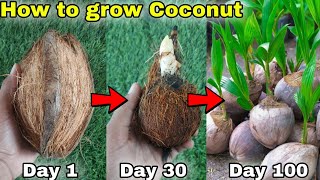 How to grow coconut tree from seeds  नारियल का पौधा घर पे कैसे लगाए English CC [upl. by Esbensen]