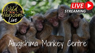 🐒 Wild Horizons Live Monkey Mischief at Awajishima Monkey Reserve [upl. by Pavlish]