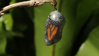 Monarch butterfly emerging time lapse [upl. by Nanoc]