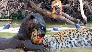 Giant Otter Vs Jaguar The Battle For Survival Between The Jaguar And The Jungle Otter AmaZon [upl. by Harihs308]